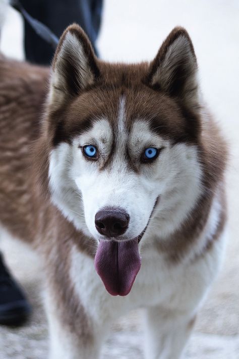 Husky Puppy Training, Husky Humor, Siberian Husky Funny, Husky With Blue Eyes, Red Husky, Malamute Husky, Cute Husky Puppies, Alaskan Husky, Husky Funny