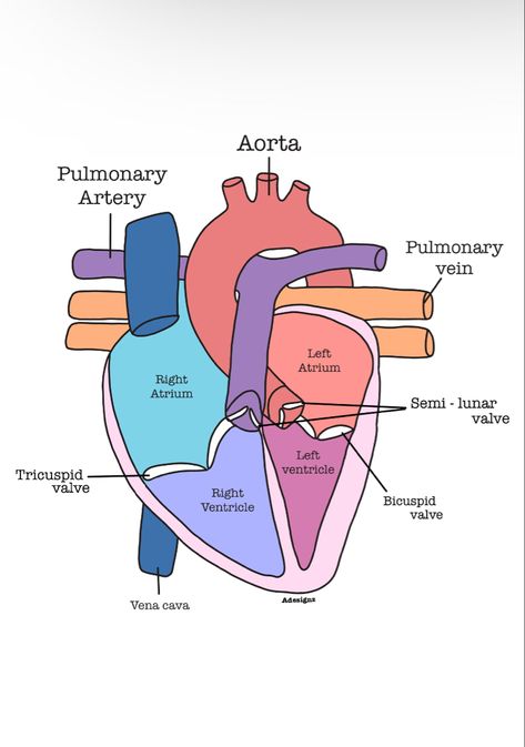 Gcse biology heart diagram for revision Labeled Heart Diagram, Gcse Pe Revision, Heart Diagram Aesthetic, Health And Social Care Revision, Biology Revision Gcse, Phlebotomy Notes, Biology Heart, Gcse Tips, School Revision