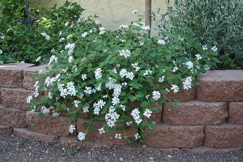 16 Types of Lantana Plant (Mounding, Hardy & Trailing Varieties) White Lantana, Trailing Lantana, Lantana Plant, Plant Palette, Texas Plants, Lucky Peach, Tree Pot, Julian Alps, Perennial Flowers