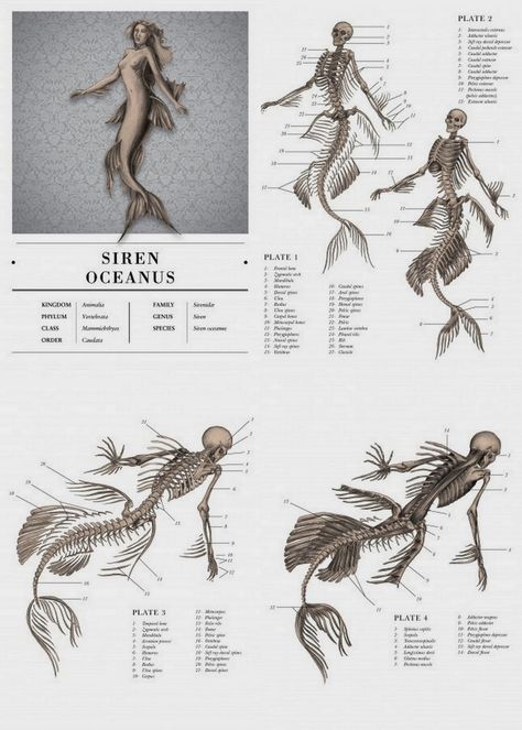 E B Hudspeth: The Resurrectionist (The Codex Extinct Animalia) Anatomy Of A Mermaid, Fish Fins Reference, Anatomy Of Mermaid, Mermaid Tail Anatomy, Fish Tails Drawings, Fish Anatomy Drawing, Underwater Creatures Drawing, Tail Anatomy, Draw Underwater