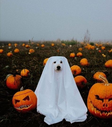 Halloween Costumes Women Scary, Halloween Costumes Women Creative, Animal Photoshoot, Pumpkin Halloween Costume, Pumpkin Spooky, Halloween Photography, Ghost Costume, Dog Photoshoot, Ghost Dog