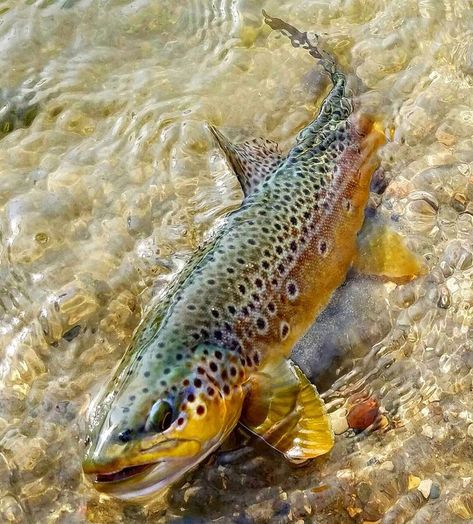 Trout Fishing Tips, Fishing Photography, Fly Fishing Tips, Brook Trout, Fly Fishing Flies Trout, Fly Fisherman, Tasmania Australia, Brown Trout, Fly Rods