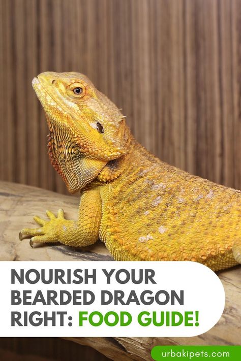 Unlock the key to your bearded dragon's vitality with our essential food guide! Dive into the world of reptilian nutrition and discover the secrets to crafting a balanced diet that will keep your scaly friend thriving. From live insects bursting with protein to fresh fruits and veggies packed with vitamins, we'll show you how to create a feast fit for a dragon. Ensure every meal is a masterpiece with our expert tips on selecting and preparing nutritious options. Don't compromise on your pet's Bearded Dragon Diet, Baby Bearded Dragon, Nutritious Diet, Sugary Food, Human Food, A Balanced Diet, Proper Diet, Fresh Fruits, Fresh Fruits And Vegetables