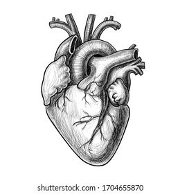 Anatomy Heart Drawing, Tell Tale Heart, Anatomy Heart, Heart Drawing, Heart Pictures, Drawing Images, 3d Objects, High Res, Portrait Tattoo