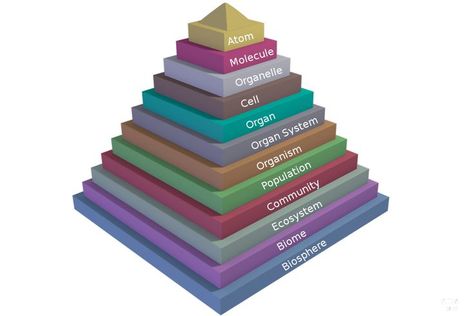 Pyramid Of Life: Hierarchical Structure of Life Organization Of Life, Biology Plants, Animal Cells, Hierarchical Structure, Teacher Doors, Animal Cell, Organ System, Biology Lessons, Structure And Function