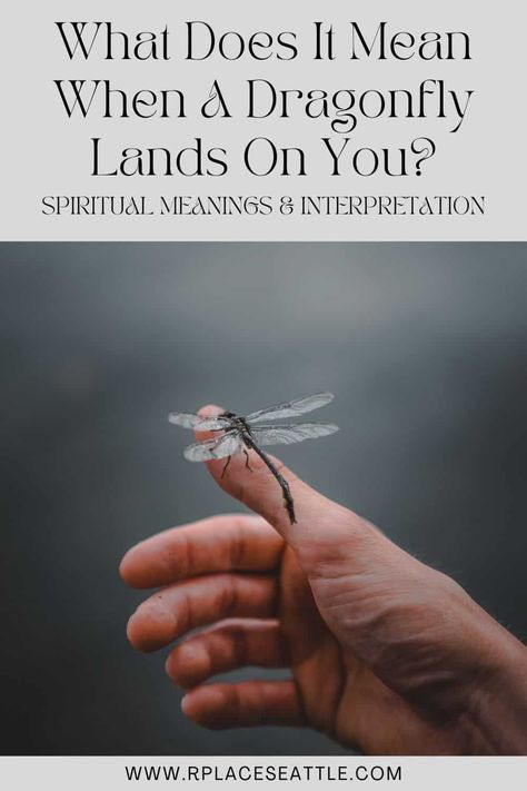 What Does It Mean When A Dragonfly Lands On You? (Spiritual Meanings & Interpretation) What Does A Dragonfly Symbolize, Red Dragonfly Spiritual Meaning, Dragon Fly Memorial Tattoo, Dragonfly Symbolism Meaning, Seeing Dragonflies Meaning, Dragon Fly Tattoo Meaning, Dragon Fly Meaning, Dragon Fly Tattoo Small, Dragonfly Meaning Spiritual