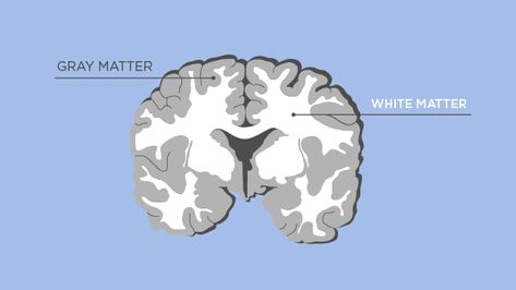 Gray Matter vs White Matter | Technology Networks White Matter In Brain, Ancient Egypt Pyramids, Glial Cells, Basal Ganglia, Cerebral Cortex, Grey Matter, White Matter, Brain Scan, Brain Stem