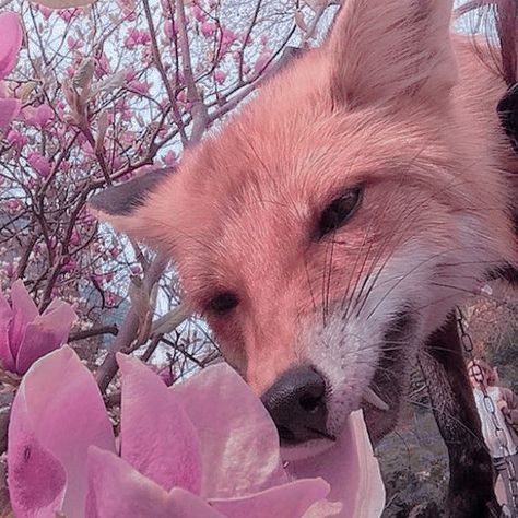 #animals #fox #icon #aesthetic #flowers Fox Icon, Aesthetic Flowers, A Flower, Fox, Flowers, Animals, Pink