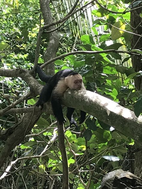 Costa Rica Monkeys, Uhmm Ackshually, Rainforest Aesthetic, Monkey Aesthetic, Oc Fashion, Living In Costa Rica, Wildlife Biologist, Pretty Nature, Fountain Of Youth