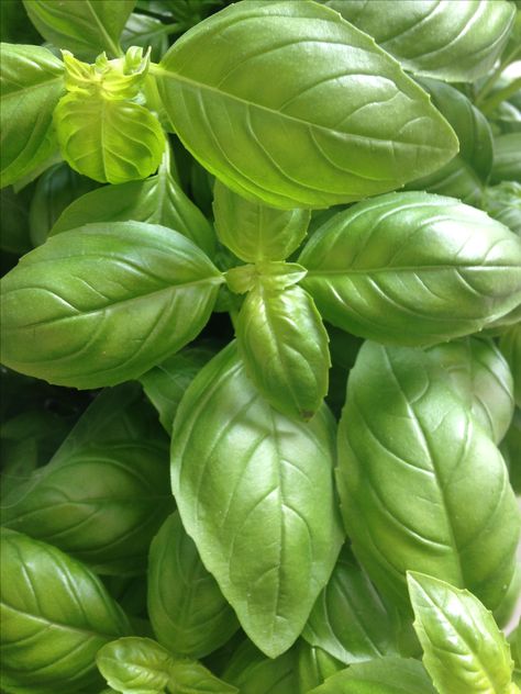 Basil Photography, Basil Aesthetic, Veggies Photography, Plant Magazine, Preserving Basil, Ocimum Basilicum, Vegetable Pictures, Vegetable Art, Food Still Life