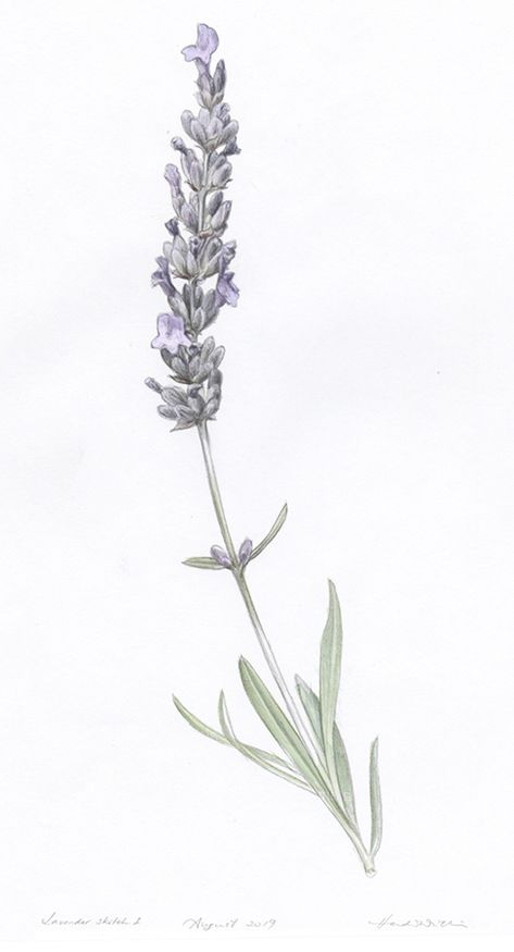 Lavender Scientific Illustration, One Lavender Flower, Lavender Illustration Design, Lavender Flowers Tattoo, Lavender Vine Tattoo, How To Draw Lavender, Lavender Plant Drawing, Lavender Flower Drawing, Lavender Botanical Illustration