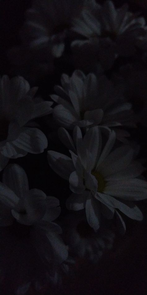 Dark Daisy Wallpaper, Black Asthetics Wallpers, Pretty Phone Backgrounds, Dark Core, Dark Screen, Flower Forest, Dark Florals, Daisy Wallpaper, The Moon Is Beautiful