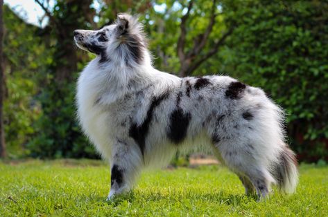 Canine Reference, Cattle Dogs, Athletic Build, Dream Date, Rough Collie, Shetland Sheepdog, Cattle Dog, Pet Grooming, A Dog