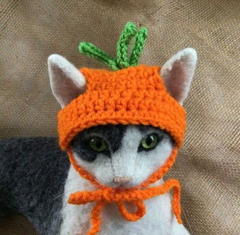 Cat Clothes Crochet, Cats Wearing Hats, Cute Cat Clothes, Crochet Carrot, Cats Clothes, Crochet Pumpkin Hat, Cat Hat Pattern, Gato Crochet, Cat Hats