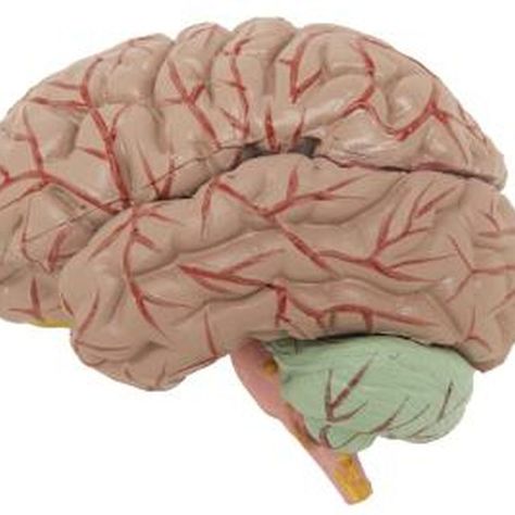 How to Make a Model of the Brain Brain Model Project Diy, Brain Model Project, Brain Mold, 5th Grade Science Projects, Tri Fold Poster, Human Body Projects, Ap Psych, Brain Models, Medical Assistant Student