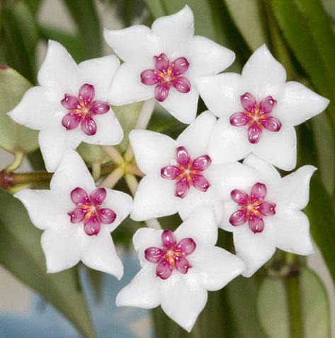 Hoya Bella, Hoya Flowers, Garden Goals, Flower Types, Plant Wishlist, Nothing But Flowers, Flower Therapy, Ancient Coins, Unique Flowers