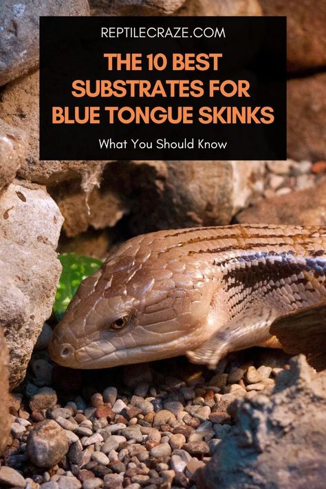 Which substrate should you use for your blue tongue skink? Is it okay to use a reptile carpet? Will it be better to use loose substrate for their digging and burrowing behavior? Will the loose substrate cause impaction? Cypress Mulch, Blue Tongue Skink, Coconut Fiber, Be Better, Reptiles, The 10, Carpet, Diet, 10 Things