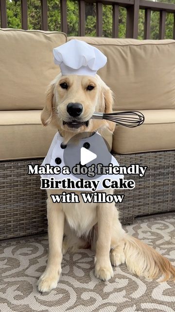 ✨Marlee and Willow✨ on Instagram: "The cutest chef! 👩‍🍳🎂

It’s been ONE wild year! Join Willow as she celebrates her first birthday tomorrow! #WillowsWildOne 🐆🐘🦒
.
.
.
.
✨Dog Friendly Cake Recipe:
1 egg
1/2 cup unsweetened applesauce 
1/2 cup pumpkin purée (not pie filling)
1/2 cup peanut butter (xylitol free)
1/2 cup shredded carrots
2 tbs. coconut oil
1 cup oat flour 
1 tsp. baking soda

✨Frosting:
1/2 cup plain Greek yogurt 
1/2 cup tapioca starch 
2 tsp. milk

Spray two 6-inch baking pans and divide batter evenly. 
Bake at 350° for 30 minutes. 
Let cool, frost, decorate and enjoy! 
.
.
.
#dogfriendlycake #dogbirthday #bakingwithdogs #dogbirthdaycake #happinessishomemade #wildone #firstbirthday #wildonebirthday #wildonecake #goldenretriever #goldenpuppy #puppiesofinstagram #golden Soda Frosting, One Wild Year, Dog Friendly Cake, Birthday Tomorrow, Her First Birthday, Shredded Carrots, Tapioca Starch, Dog Birthday Cake, Golden Puppy