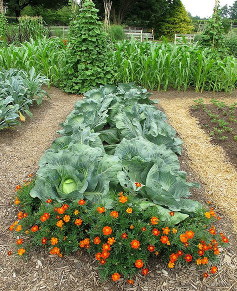 Cabbage Patch, Longwood Gardens, Idea Garden IMG_3476  Photograph by Roy Kelley using a Canon PowerShot G11 Camera.  Roy and Dolores Kelley Photographs Vertical Vegetable Gardens, Potager Garden, Permaculture Gardening, Longwood Gardens, Veg Garden, Home Vegetable Garden, Vegetable Garden Design, Canon Powershot, Fruit Garden