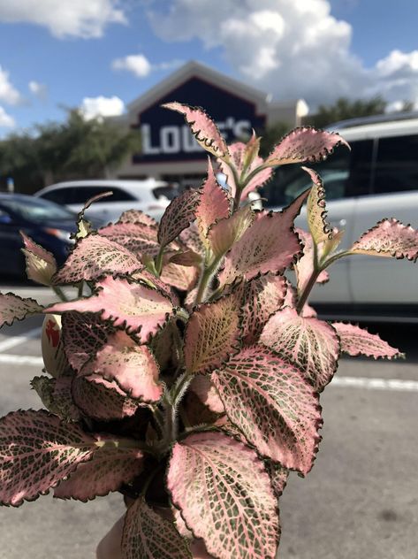 Fittonia verschaffeltii / albivenis / argyroneura 'Frankie' (aka 'Pink Crinkle'?) Pink Plants Indoor Houseplant, Fittonia Albivenis, Pink Syngonium Care, Fittonia Argyroneura, Callisia Repens Pink Lady, House Plants, Pink, Plants