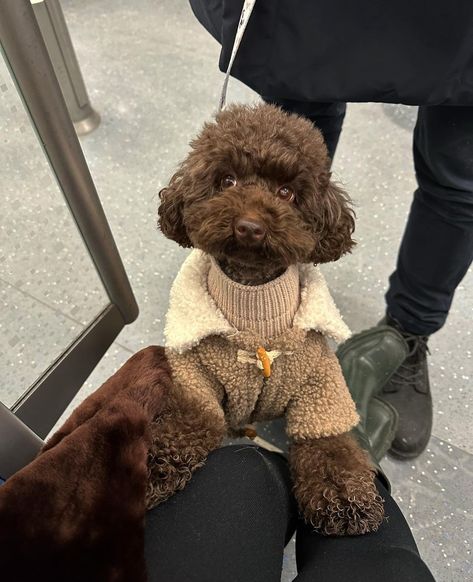 Chocolate Poodle Miniature, Dark Brown Toy Poodle, Brown Toy Poodle, Newborn And Dog, Brown Poodle, Poodle Toy, Cute Small Dogs, Puppy Mom, Dog Mommy