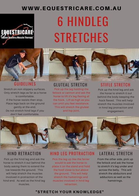 Horse Stretches Exercises, Stretches For Horses, Horse Massage How To, Horse Stretching Exercises, Horse Massage Therapy, Horse Stretches, Equine Massage Therapy, Horse Massage, Riding Exercises