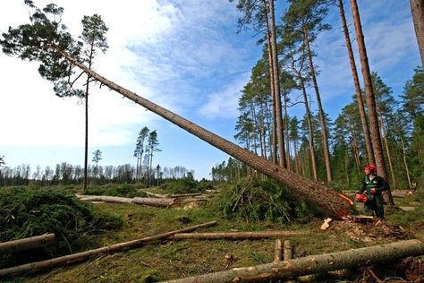 How Many Trees Are Being Cut Down Each Year? Cut Down Trees, United Nations Environment Programme, Forest Department, Greenhouse Effect, Ozone Layer, Rs 4, Sea Level Rise, Old Trees, Weather Patterns