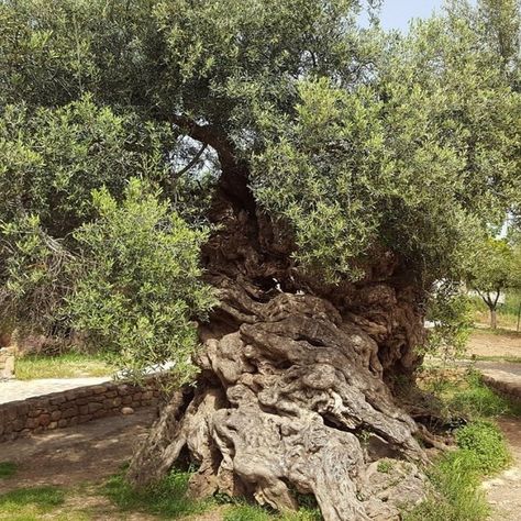 Discover the oldest trees that you can still grow in your garden today - because who doesn’t love a piece of living history? Ancient Olive Tree, Bristlecone Pine Tree, Prunus Serrulata, Ginkgo Tree, Chestnut Trees, Old Tree, Magnolia Trees, Olive Trees, Fig Tree