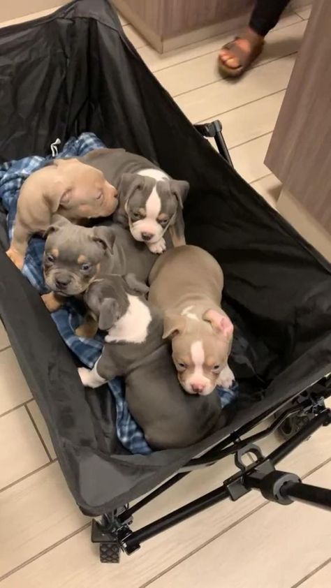 Pin on Pitbull Puppies Pit Bulls Puppies, Baby Pitbulls Puppies, Pocket Bully Puppies, Cute Pitbull Puppies, Cute Pitbulls, Bully Puppies, Puppies Pitbull, Pit Bull Puppies, Amstaff Puppy