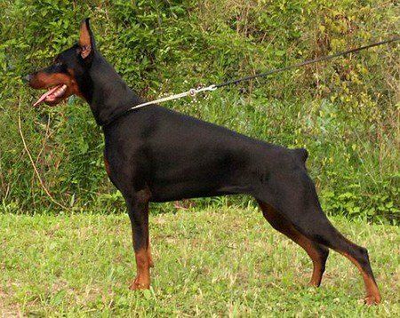 List of the Top 10 Smartest Dog Breeds and Their Information | PetHelpful Perro Doberman Pinscher, Protective Dog Breeds, Aggressive Dog Breeds, Doberman Puppies, Dog Standing, Smartest Dog Breeds, Manchester Terrier, Doberman Pinscher Dog, Dangerous Dogs