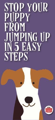 How To Train A Dog Not To Jump, How To Get Your Puppy To Stop Biting You, How To Get Your Dog To Stop Jumping, How To Teach Dog Not To Jump, How To Stop Dog Aggression Towards Other Dogs, Puppy Training Guide, Crate Training, Dog Behavior, Puppy Training