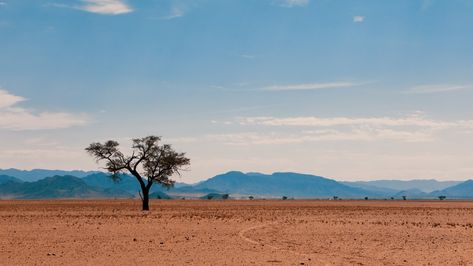 Witnessing the timeless beauty of the ancient Namib Desert! 🏜️🇳🇦 This coastal desert stretches along Namibia's Atlantic shore, boasting some of the world's tallest sand dunes painted in mesmerizing shades of orange and red. From the iconic Dune 45 to the surreal Dead Vlei, it's a landscape photographer's dream come true. Experience the raw power of nature in one of Earth's oldest deserts! #Travel #Traveling #Explore #NamibDesert #Namibia #SandDunes #DeadVlei #AfricanLandscapes #DesertWonders Namib Desert, Power Of Nature, Sand Dunes, Shades Of Orange, Landscape Photographers, Dream Come True, Timeless Beauty, Surrealism, Shades