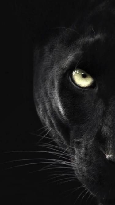 Black Jaguar Animal, Jaguar Wallpaper, Black Panther Cat, Panther Pictures, Black Panther Tattoo, Tier Tattoo, Panther Cat, Jaguar Animal, Regnul Animal