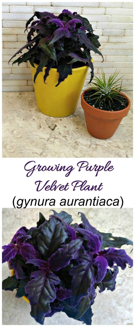 Purple velvet plant is a tropical houseplant from Java with velvety soft leaves in a bright purple color. Purple Hanging Plants, Purple Leaves Plants, Purple Velvet Plant, Purple Plants Indoor, Purple House Plants, Colorful House Plants, Gynura Aurantiaca, Velvet Plant, Purple Passion Plant