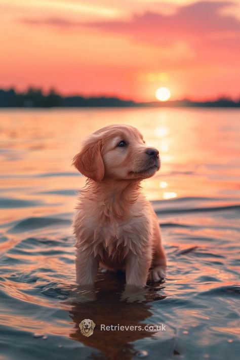 Witness the pure joy of a little Golden Retriever puppy taking its first gentle steps into the lake at sunset. This moment is all about the simple pleasures of life—a warm evening, cool water, and a heart full of wonder. 🐾🌅 Share the sweetness and serenity of puppyhood with #PuppySunset #FirstSwim #GoldenPuppyLove #LakeLife #HeartwarmingPaws If this adorable pup made you smile, pass it on and let's fill everyone's feed with puppy love and sunset dreams! 💖 Chien Golden Retriever, Cute Dog Wallpaper, Cute Dogs Images, Very Cute Puppies, Super Cute Puppies, Cute Small Animals, Cute Dog Photos, Cute Animals Puppies, Very Cute Dogs