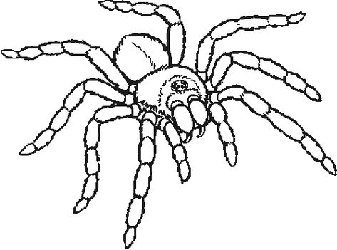 Spider Unit, Art Insects, Tarantula Spider, Spider Drawing, Big Spiders, Spider Art, Bugs, Image Search, Okay Gesture