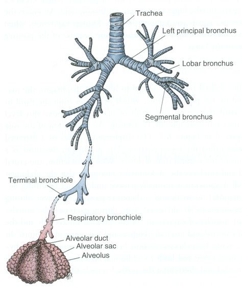 Lower respiratory tract Lower Respiratory Tract, Pulmonology, School Creative, Structure And Function, Respiratory Therapist, Medical Anatomy, Respiratory System, Respiratory, Medical Art