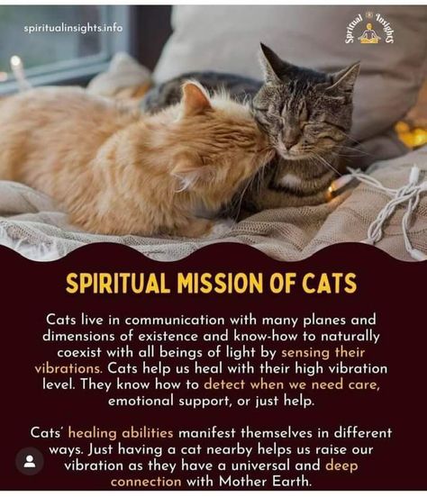 Cat Symbolism, Cat Spirit Animal, Spirit Animal Meaning, Animal Meanings, Cat Spirit, Spiritual Animal, Animal Medicine, Cat Help, Animal Facts