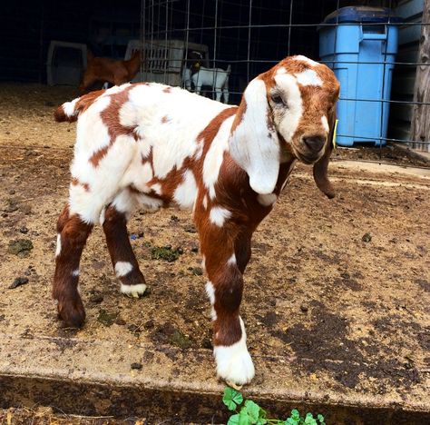 Just a tiny, spotted, baby goat Best Farm Animals, Nubian Goats, Goat Pen, Show Goats, Nubian Goat, Goat Care, Companion Animals, Boer Goats, Baby Goat