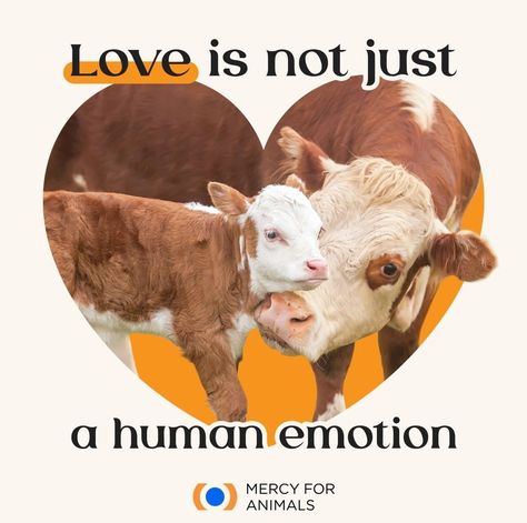 Animal Cruelty Art, Animal Rights Quotes, Isaiah 65, Mercy For Animals, Vegan Art, Vegan Quotes, Animal Liberation, Vegan Nutrition, Vegan Animals