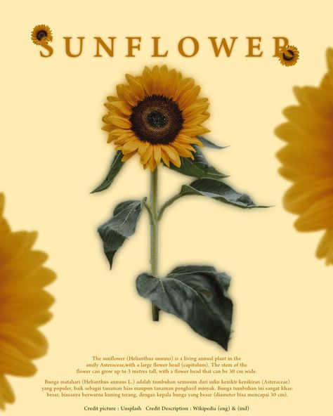 #Nature #Poster #Flower #Sunflower #Yellow #Design #Posterdesign #Vektor Sunflower Poster Design, Instagram Poster, Flower Sunflower, Poster Flower, Nature Poster, Yellow Design, Sunflower Yellow, Annual Plants, Poster Design