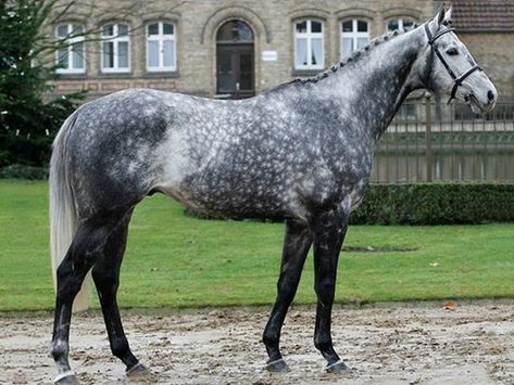 Grey Thoroughbred, Gray Horses, Thoroughbred Stallion, Dapple Grey Horses, Horse Standing, Grey Horses, Gray Horse, Midlife Crisis, Dream Horse