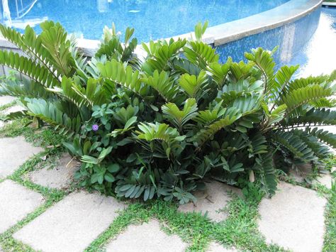 Zamia Furfuracea, Cardboard Palm, Foxtail Fern, No Mow Grass, Sansevieria Cylindrica, Hedging Plants, Pilea Peperomioides, Chinese Money Plant, Fragrant Plant