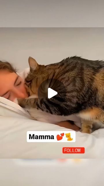 42K views · 5.9K likes | funny animals on Instagram: "#catlover #catlifestyle #catsofinstagram #cats #catsagram #fypシ #funnyvideos #viralreels" Cute Kittens Funny, Mean Cats Funny, Funny Kittens Videos, Cute Kittens Pictures, Cat Meowing Video, Funny Kitten Pictures, Funny Cat Gif, Cats And Kittens Videos, Cat Pictures Cute