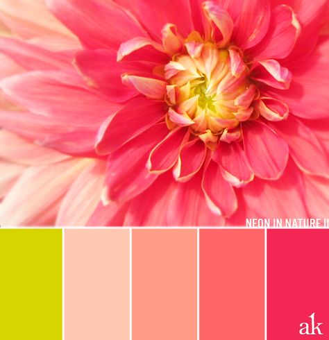 a dahlia-inspired color palette // chartreuse, peach, coral, neon pink Simon Color Palette, Pink Pallet, Pallet Inspiration, Peach Color Palettes, Coral Colour Palette, Chartreuse Color, Gold Color Palettes, Color Schemes Colour Palettes, Pink Palette