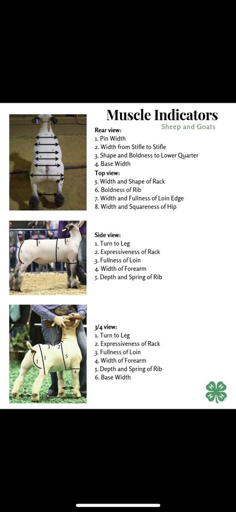 Show Lamb Pen Ideas, Livestock Judging Tips, 4h Leader, Lamb Showing, 4-h Poster Ideas, 4h Livestock, Fair Animals, Goat Showing, Animal Knowledge