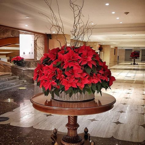 Pointsetta Plant Christmas Decor, Poinsettia Centerpiece Table Decorations, Xmas Arrangements, Christmas Shop Displays, Poinsettia Centerpiece, Christmas Floral Designs, Poinsettia Decor, Church Christmas Decorations, Lawyer Office