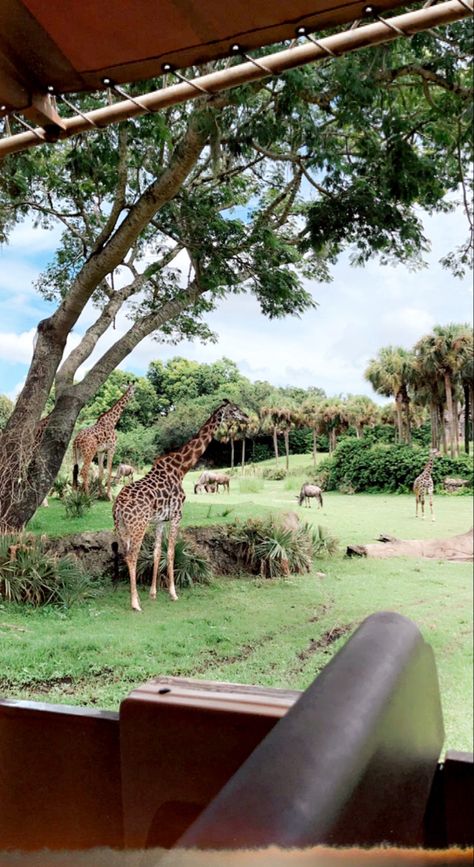 animal kingdom safari🦒 Animal Kingdom Mickey Ears, Animal Kingdom Photo Ideas, Animal Kingdom Aesthetic, Disney World Countdown, Animal Kingdom Restaurants, Animal Kingdom Rides, Disney Core, Disney World Animal Kingdom, Kingdom Aesthetic