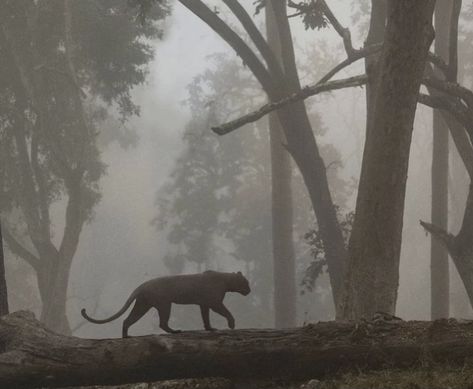 Jaguar Leopard, Panther Cat, Director Of Photography, Dark Nature Aesthetic, Nat Geo, Cat Aesthetic, Jungle Animals, Nature Aesthetic, Beautiful Cats