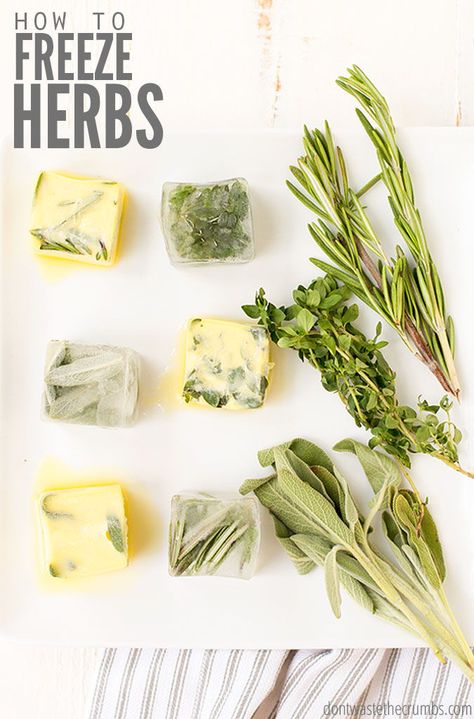 How To Freeze Herbs, Freeze Herbs, Freezing Fresh Herbs, Freezing Herbs, Rosemary Plant, Dehydrated Fruit, Thanksgiving Sale, Easy Cooking Recipes, Growing Herbs